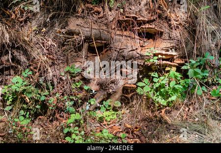 Baumpilze auf Baumwurzeln unter trockenem Gras bei Tageslicht tagsüber Stockfoto