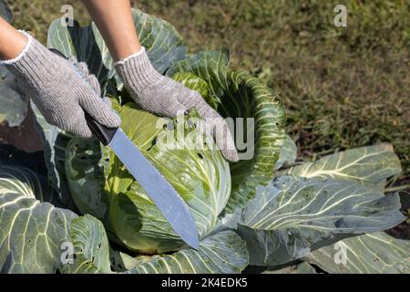 Ein Bauer steht auf einem Feld mit Kohl. Hochwertige Fotos Stockfoto