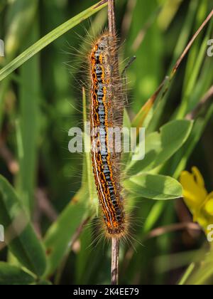 Raupe einer Motte, genannt der Bodenlakkey (lateinischer Name: Malacosoma castrensis) auf dem Mokra Gora-Berg bei Tutin im Südwesten Serbiens Stockfoto