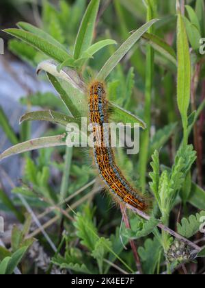 Raupe einer Motte, genannt der Bodenlakkey (lateinischer Name: Malacosoma castrensis) auf dem Mokra Gora-Berg bei Tutin im Südwesten Serbiens Stockfoto