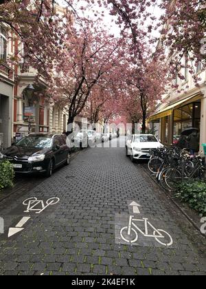 Eine vertikale Aufnahme einer Radstraße durch Sakura-Bäume in Bonn Stockfoto