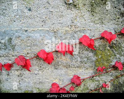 Rote Efeu-Blätter schließen sich im Herbst an der alten moosigen Wand einer Hütte in Italien an Stockfoto