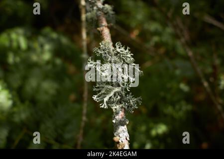 Blättrige Lichen auf Tannenzweig Stockfoto