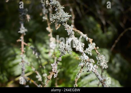 Blättrige Lichen auf Tannenzweig Stockfoto