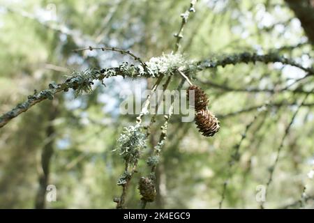 Blättrige Lichen auf Tannenzweig Stockfoto