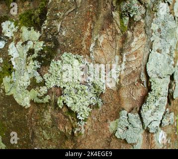 Blättrige Lichen auf Tannenzweig Stockfoto