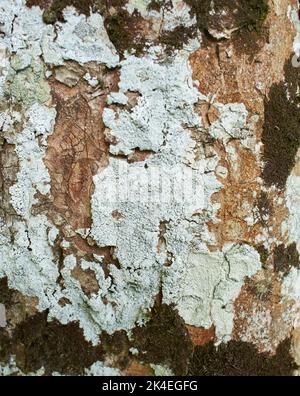 Blättrige Lichen auf Tannenzweig Stockfoto