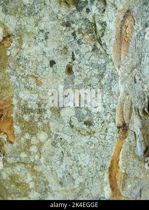 Blättrige Lichen auf Tannenzweig Stockfoto