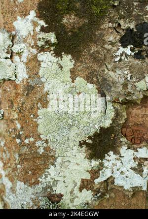 Blättrige Lichen auf Tannenzweig Stockfoto