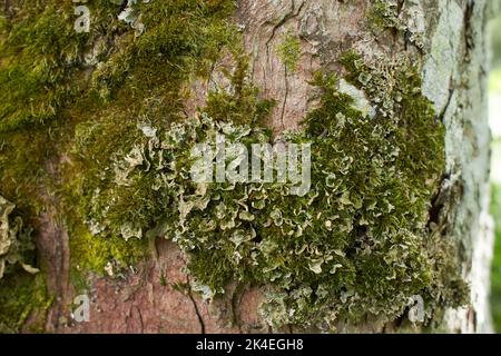 Blättrige Lichen auf Tannenzweig Stockfoto