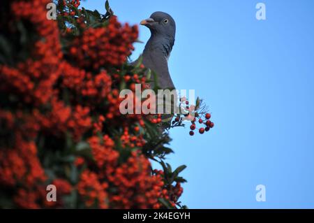 Nahaufnahme einer Waldtaube, die orange/rote Pyramidenbeeren vor einem blauen Hintergrund des Herbsthimmels frisst Stockfoto