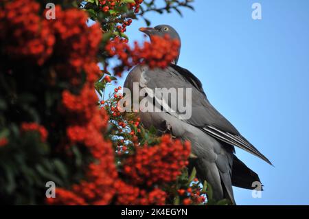 Nahaufnahme einer Waldtaube, die orange/rote Pyramidenbeeren vor einem blauen Hintergrund des Herbsthimmels frisst Stockfoto