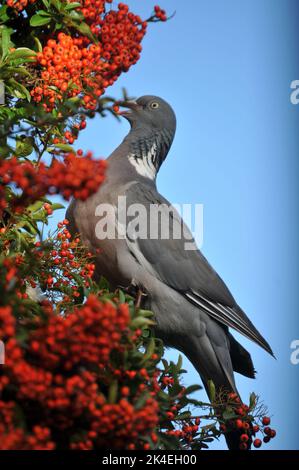 Nahaufnahme einer Waldtaube, die orange/rote Pyramidenbeeren vor einem blauen Hintergrund des Herbsthimmels frisst Stockfoto
