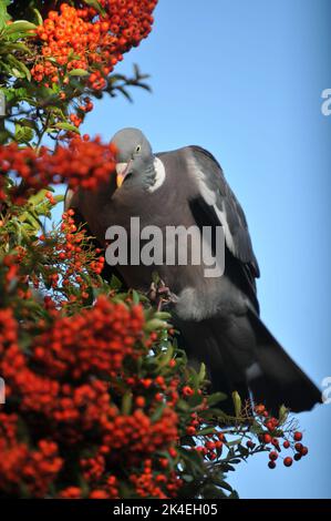 Nahaufnahme einer Waldtaube, die orange/rote Pyramidenbeeren vor einem blauen Hintergrund des Herbsthimmels frisst Stockfoto