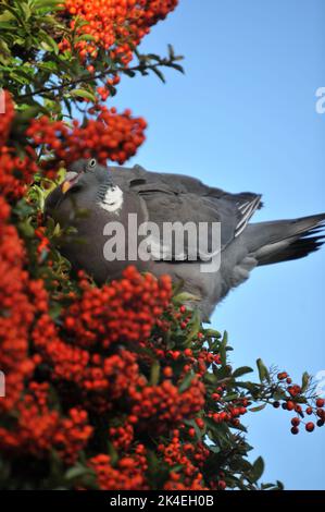 Nahaufnahme einer Waldtaube, die orange/rote Pyramidenbeeren vor einem blauen Hintergrund des Herbsthimmels frisst Stockfoto