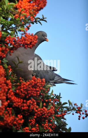 Nahaufnahme einer Waldtaube, die orange/rote Pyramidenbeeren vor einem blauen Hintergrund des Herbsthimmels frisst Stockfoto