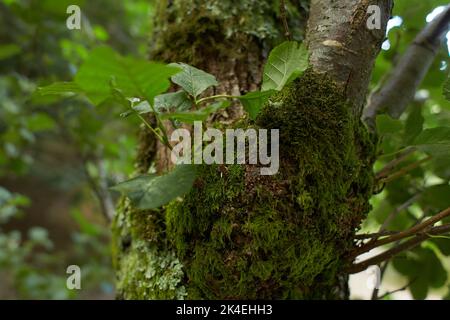Blättrige Lichen auf Tannenzweig Stockfoto