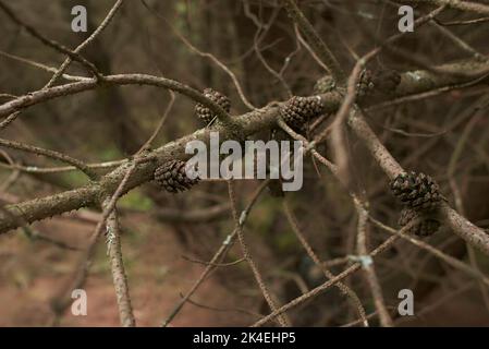 Blättrige Lichen auf Tannenzweig Stockfoto