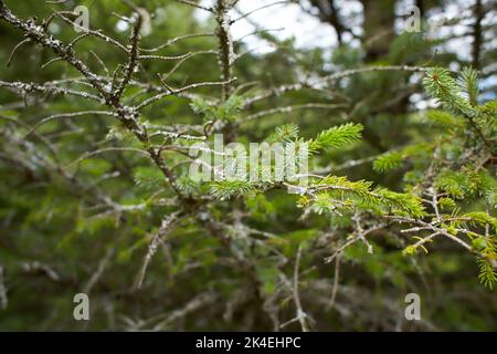 Blättrige Lichen auf Tannenzweig Stockfoto