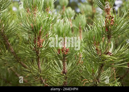 Monterey Pine Tree (Pinus radiata) in a Woodland Landscape in Avoca Garden, Irland Stockfoto