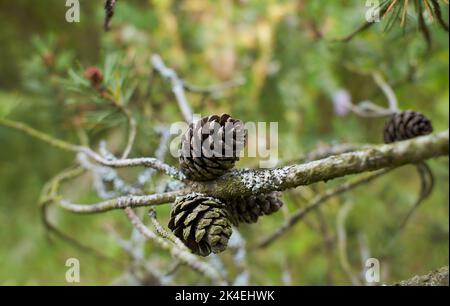 Blättrige Lichen auf Tannenzweig Stockfoto