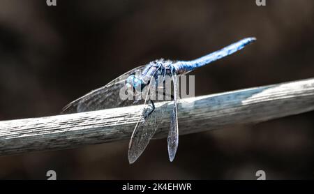 Kieled Skimmer Libelle (Orthetrum coerulescens) sitzt auf Einem Zweig für Eine Pause Stockfoto