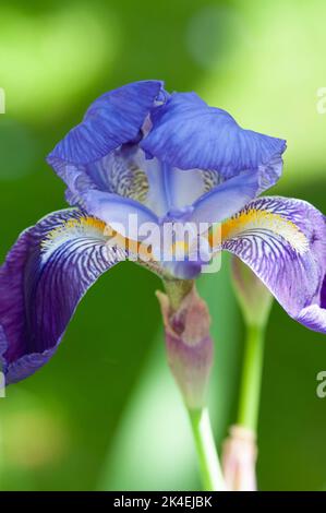 Nahaufnahme der Purple Flag Iris mit vielen Details. Stockfoto