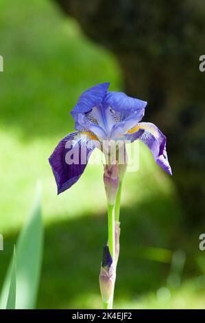 Nahaufnahme der Purple Flag Iris mit vielen Details. Stockfoto