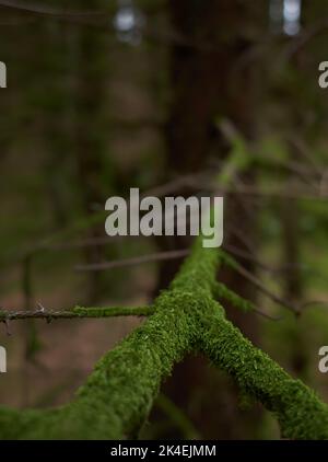 Blättrige Lichen auf Tannenzweig Stockfoto