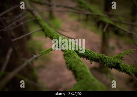 Blättrige Lichen auf Tannenzweig Stockfoto