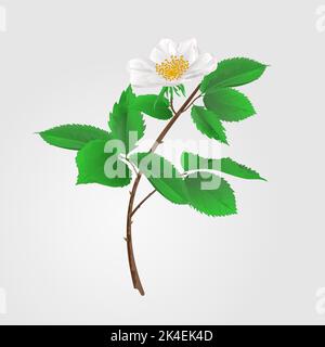 Wilder Rosenzweig mit Blättern und Blumen Vektorgrafik Stock Vektor
