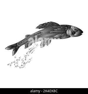 Äsche Lachs räuberische Fische als Schmiedemetall vintage Vektor-Illustration Stock Vektor