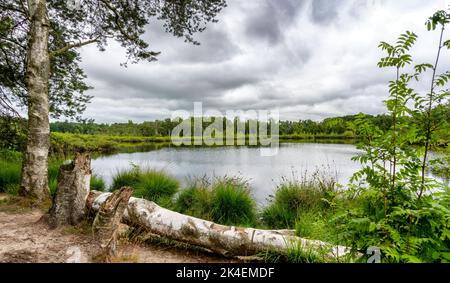 Kleiner See in den Wäldern von Drenthe, Niederlande mit einer gefallenen Birke im Vordergrund Stockfoto