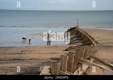 Paar Wanderhunde neben zerbrochener Holzgroyne in Portobello, Edinburgh, Schottland, Großbritannien Stockfoto