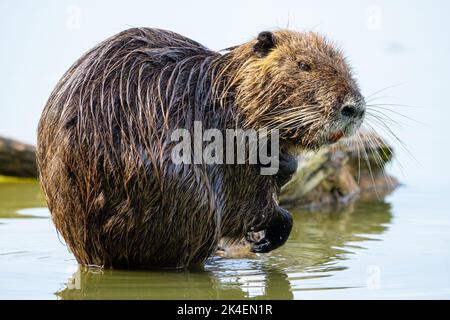 Die Nutria, auch als Coypu bekannt, ist ein großer, pflanzenfressender, semiaquatischer Nager. Stockfoto
