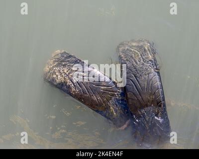 Alte Reifen, im Fluss schwimmende Reifen, Verschmutzung usw. Stockfoto