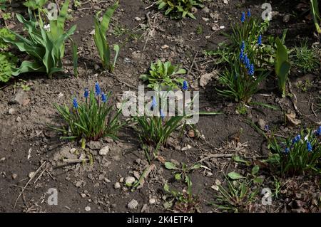 Frühlingshintergrund: Blaue Hyazinthen im Blumenbeet Stockfoto