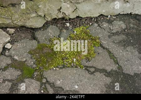 Grünes Moos sprießt durch rissenen Asphalt Stockfoto