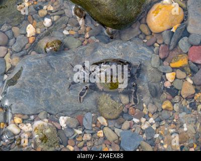 Green Shore Crab in Rockpool, Devon, Großbritannien. Stockfoto