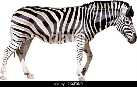 Zebra farbige Zeichnung realistisch. Vektor-Illustration wildes Tier. Stock Vektor