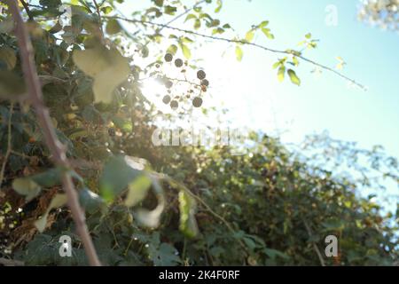 Köstliche Brombeeren auf einem grünen Zweig im Wald. Hochwertige Fotos. Selektiver Fokus. Natürliche Flare Stockfoto