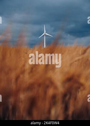Eine britische Energie-Windturbine an Land, die sich auf Ackerland befindet, das vor einem dunklen Wolkenhimmel und Kornfeldern isoliert ist – erneuerbare Energie mit minimalem Hintergrund Stockfoto