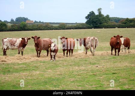 21. September 2022 Rindfleisch Shorthorn und Hereford Kühe und Kälber Stockfoto