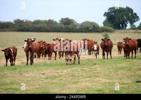 21. September 2022 Rindfleisch Shorthorn und Hereford Kühe und Kälber Stockfoto