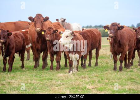 21. September 2022 Rindfleisch Shorthorn und Hereford Kühe und Kälber Stockfoto