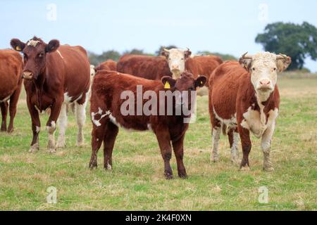 21. September 2022 Rindfleisch Shorthorn und Hereford Kühe und Kälber Stockfoto