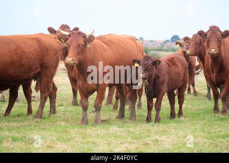 21. September 2022 Rindfleisch Shorthorn und Hereford Kühe und Kälber Stockfoto