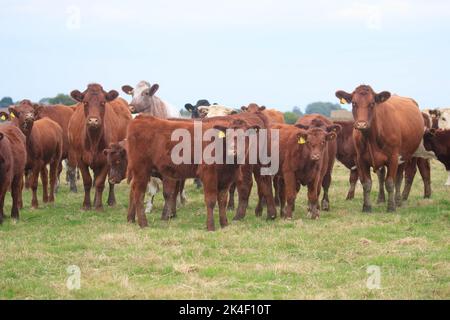 21. September 2022 Rindfleisch Shorthorn und Hereford Kühe und Kälber Stockfoto