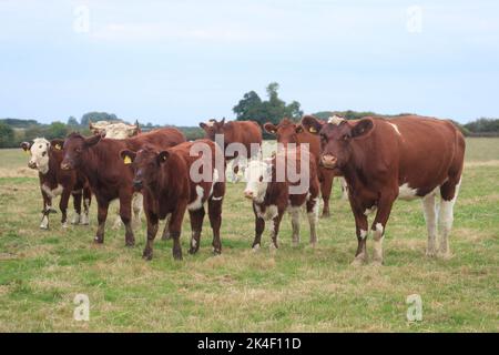 21. September 2022 Rindfleisch Shorthorn und Hereford Kühe und Kälber Stockfoto