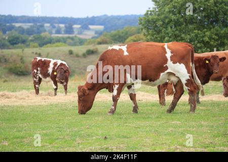 21. September 2022 Rindfleisch Shorthorn und Hereford Kühe und Kälber Stockfoto